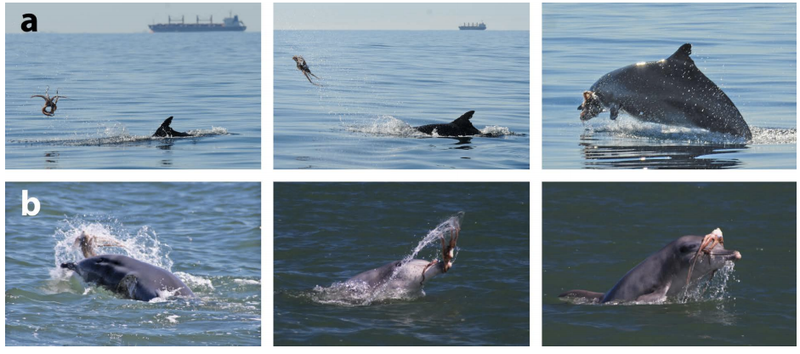 (A) La táctica de lanzar. (B) La táctica de agitar. Imagen: Complex prey handling of octopus by bottlenose dolphins